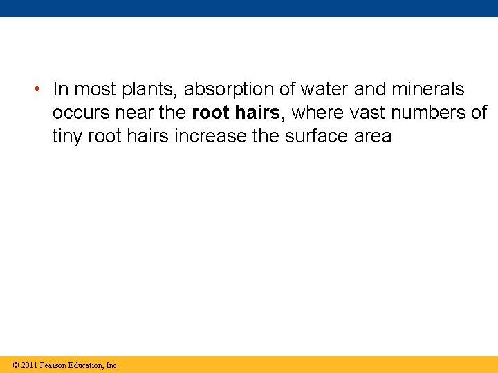  • In most plants, absorption of water and minerals occurs near the root