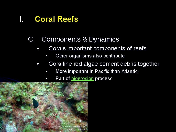 I. Coral Reefs C. Components & Dynamics • Corals important components of reefs •