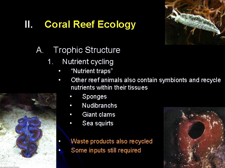 II. Coral Reef Ecology A. Trophic Structure 1. Nutrient cycling • • “Nutrient traps”