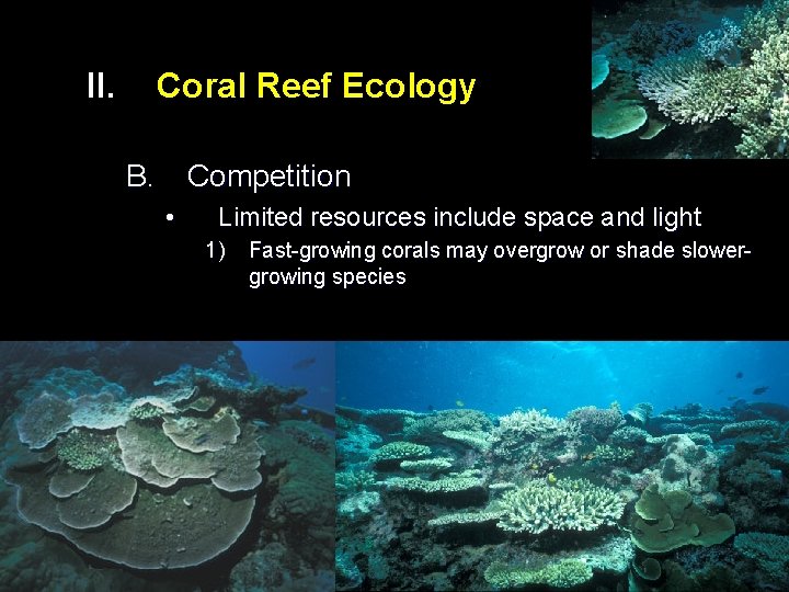 II. Coral Reef Ecology B. Competition • Limited resources include space and light 1)