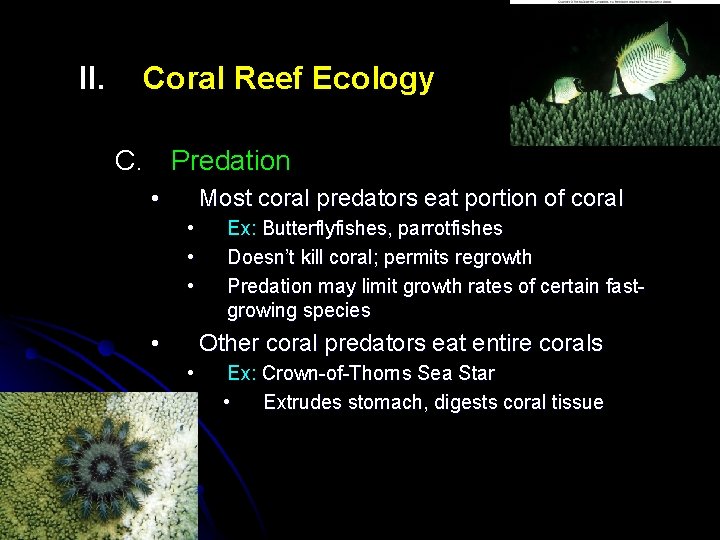 II. Coral Reef Ecology C. Predation • Most coral predators eat portion of coral