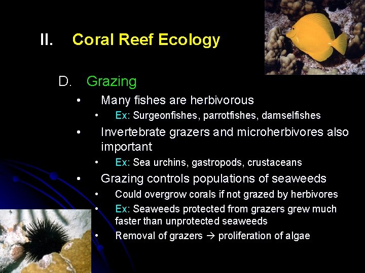 II. Coral Reef Ecology D. Grazing • Many fishes are herbivorous • • Ex: