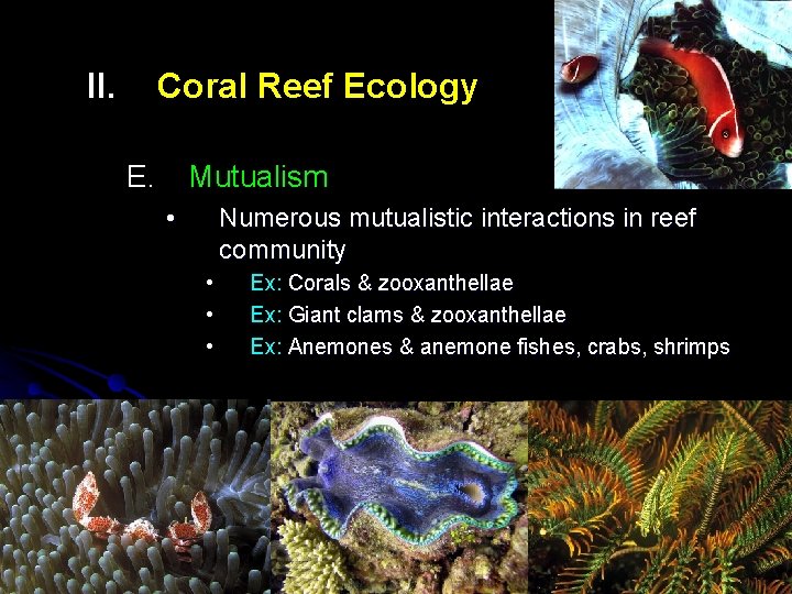 II. Coral Reef Ecology E. Mutualism • Numerous mutualistic interactions in reef community •