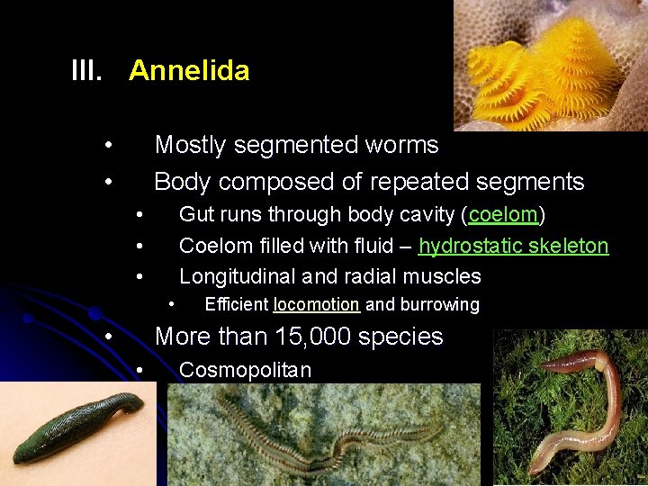 III. Annelida • • Mostly segmented worms Body composed of repeated segments • •