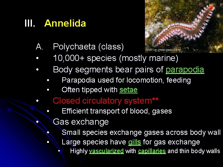 III. Annelida A. Polychaeta (class) • 10, 000+ species (mostly marine) • Body segments