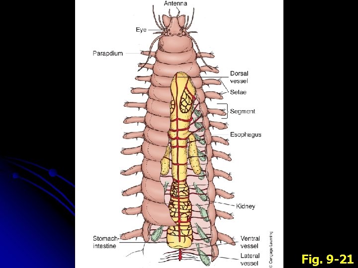 Fig. 9 -21 