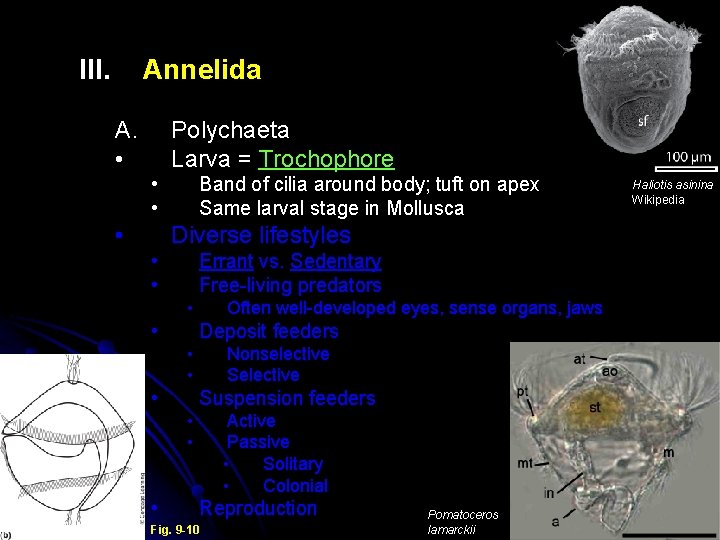 III. Annelida A. • Polychaeta Larva = Trochophore • • • Band of cilia