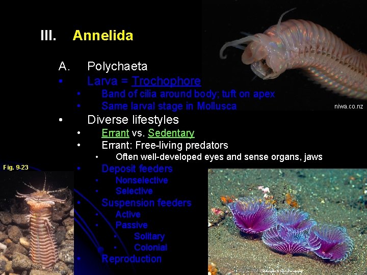 III. Annelida A. • Polychaeta Larva = Trochophore • • • Band of cilia