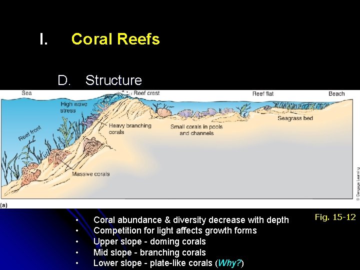 I. Coral Reefs D. Structure • • • Coral abundance & diversity decrease with