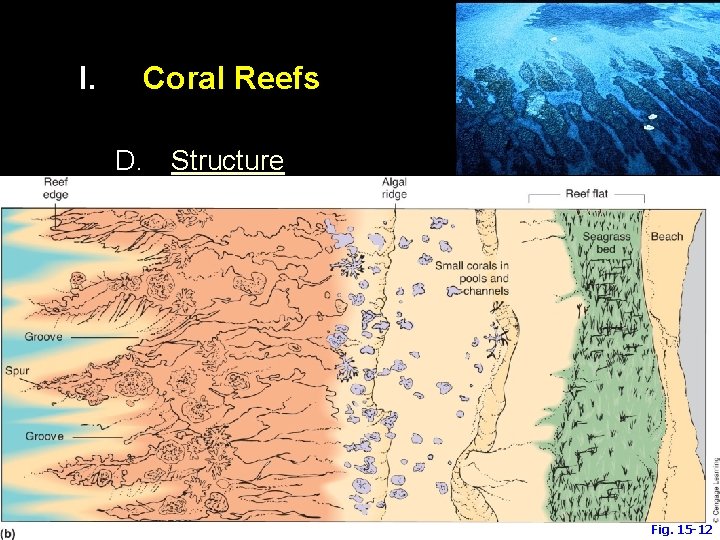 I. Coral Reefs D. Structure Fig. 15 -12 