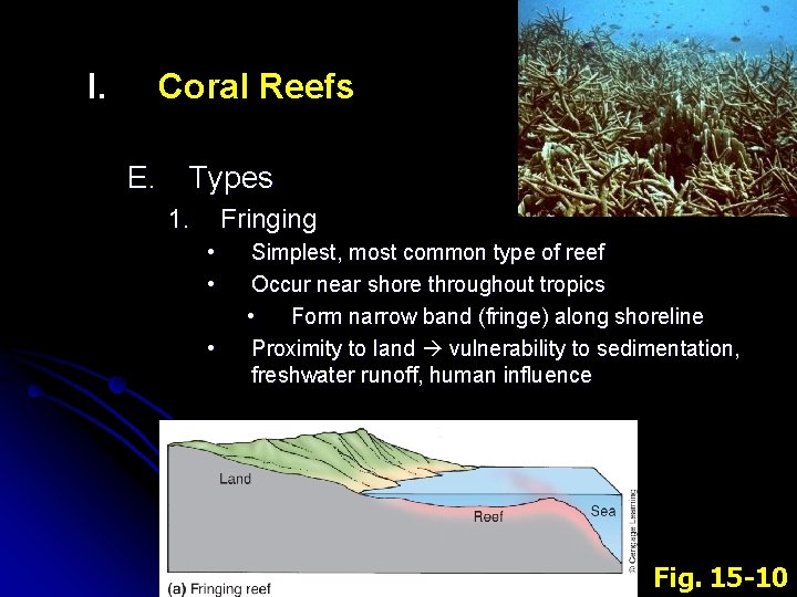I. Coral Reefs E. Types 1. Fringing • • • Simplest, most common type