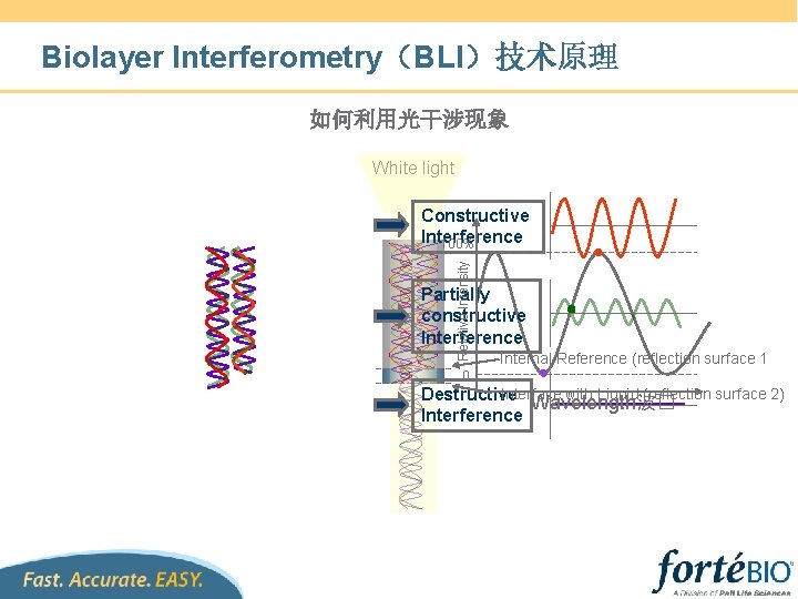 Biolayer Interferometry（BLI）技术原理 如何利用光干涉现象 White light Relative Intensity Constructive Interference 100% Partially constructive Interference Internal