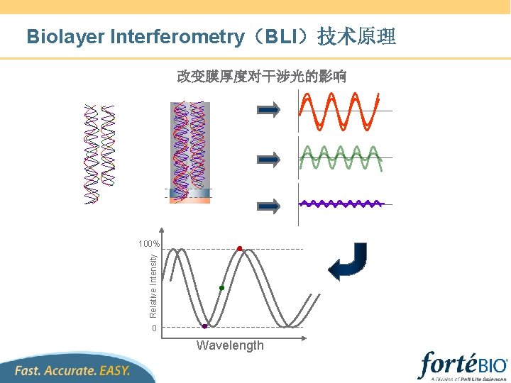 Biolayer Interferometry（BLI）技术原理 改变膜厚度对干涉光的影响 Relative Intensity 100% 0 Wavelength 