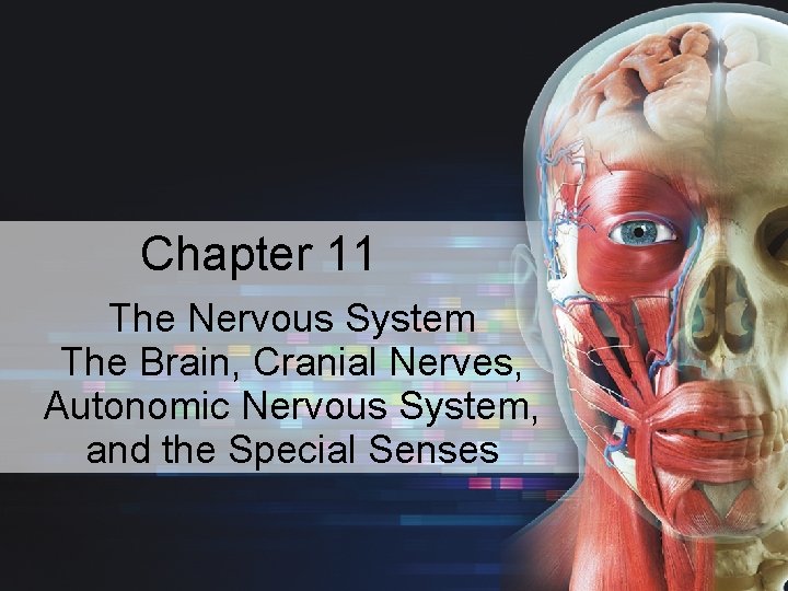 Chapter 11 The Nervous System The Brain Cranial