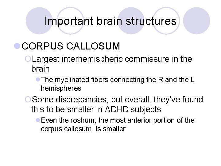 Important brain structures l CORPUS CALLOSUM ¡Largest interhemispheric commissure in the brain l. The