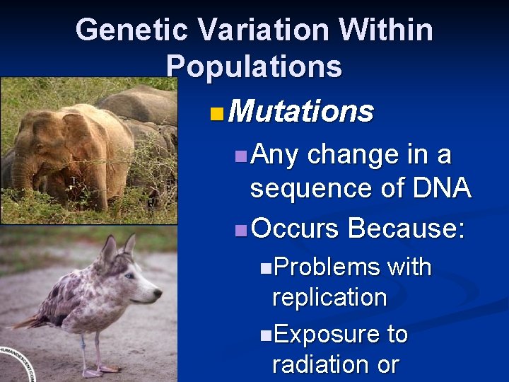 Evolution Of Populations Chapter 11 Genetic Variation Within Evolution Of Populations Chapter 11 Genetic Variation Within