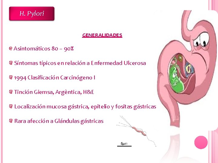 H. Pylori GENERALIDADES Asintomáticos 80 – 90% Síntomas típicos en relación a Enfermedad Ulcerosa