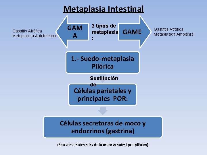 Metaplasia Intestinal Gastritis Atrófica Metaplasica Autoimmune GAM A 2 tipos de metaplasia : GAME