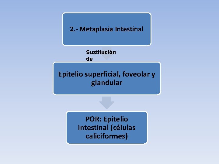 2. - Metaplasia Intestinal Sustitución de Epitelio superficial, foveolar y glandular POR: Epitelio intestinal