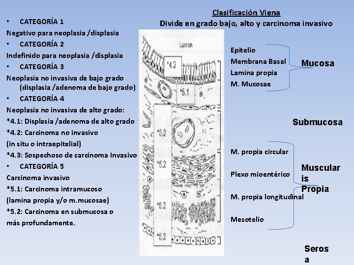  • CATEGORÍA 1 Negativo para neoplasia /displasia • CATEGORÍA 2 Indefinido para neoplasia