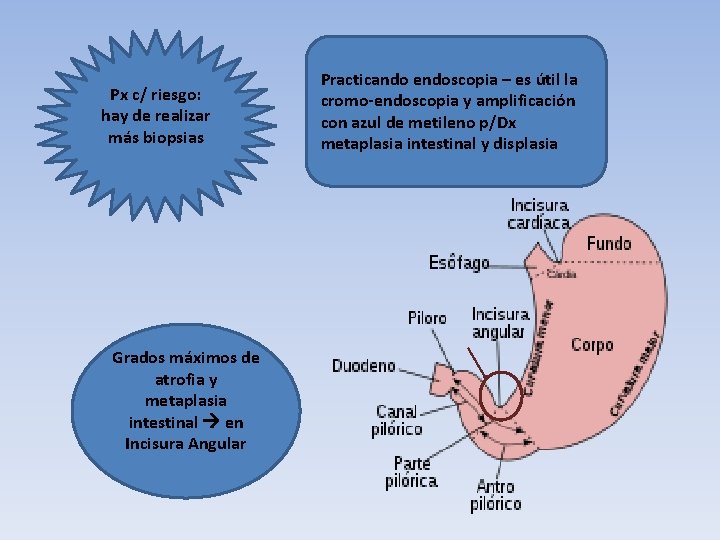 Px c/ riesgo: hay de realizar más biopsias Grados máximos de atrofia y metaplasia