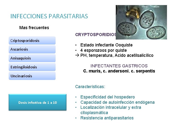 INFECCIONES PARASITARIAS Mas frecuentes CRYPTOSPORIDIOSIS Criptosporidosis Ascariosis Anisaquiois Estringiloidosis Uncinariosis • Estado infectante Ooquiste