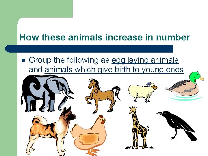 How these animals increase in number l Group the following as egg laying animals