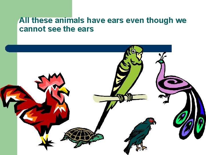 All these animals have ears even though we cannot see the ears 