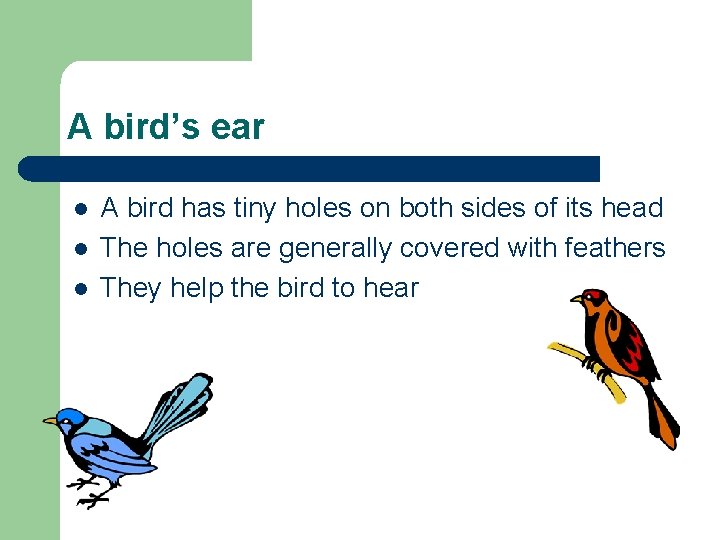 A bird’s ear l l l A bird has tiny holes on both sides