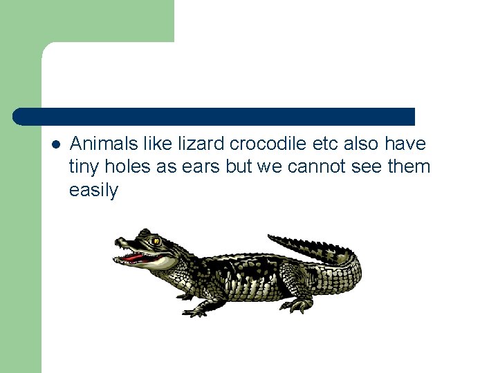 l Animals like lizard crocodile etc also have tiny holes as ears but we
