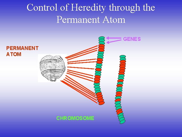 Control of Heredity through the Permanent Atom GENES PERMANENT ATOM CHROMOSOME 