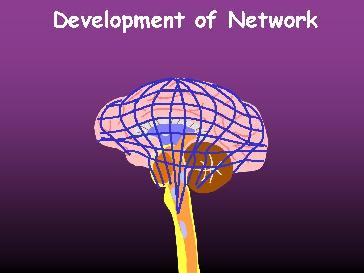 Development of Network 