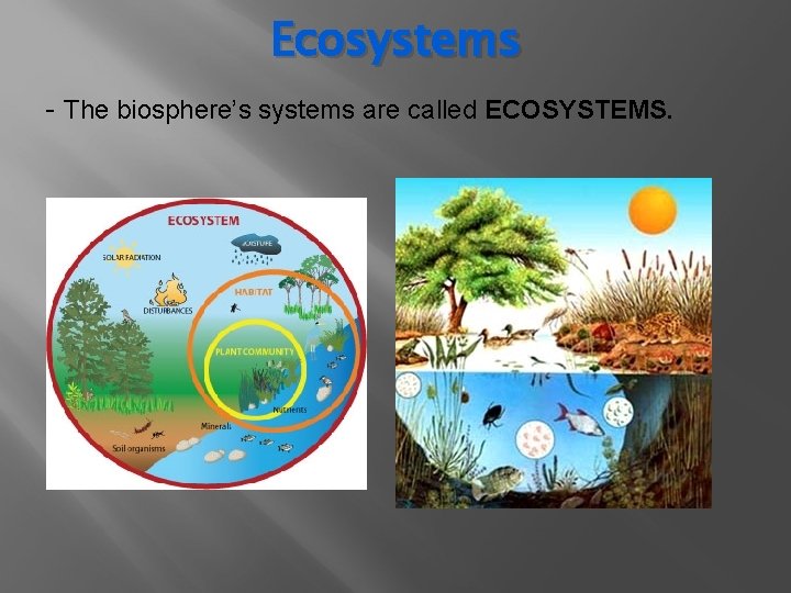 ECOLOGY 3 1 3 3 Studying Our Living