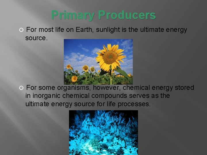 Primary Producers For most life on Earth, sunlight is the ultimate energy source. For Primary Producers For most life on Earth, sunlight is the ultimate energy source. For