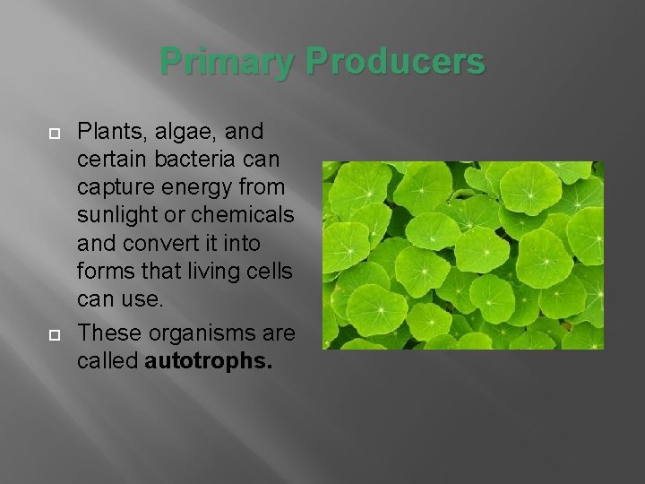 Primary Producers Plants, algae, and certain bacteria can capture energy from sunlight or chemicals Primary Producers Plants, algae, and certain bacteria can capture energy from sunlight or chemicals