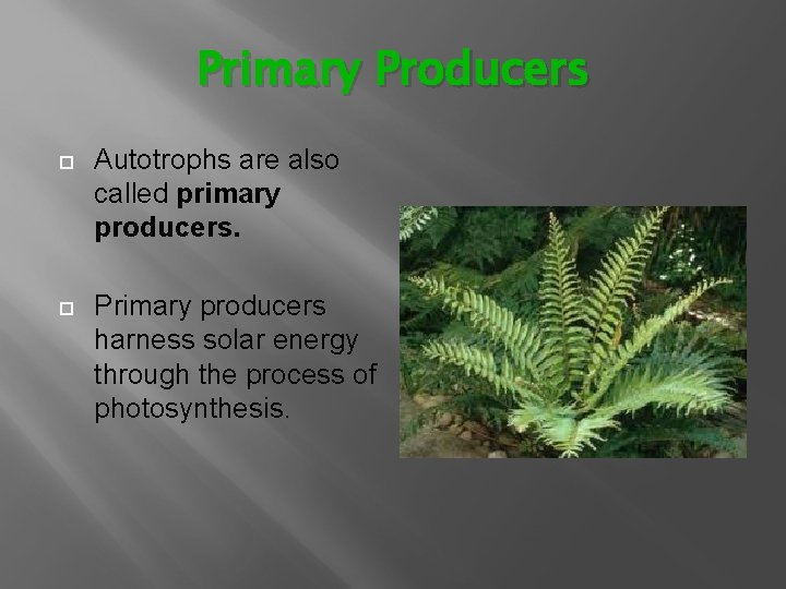 Primary Producers Autotrophs are also called primary producers. Primary producers harness solar energy through Primary Producers Autotrophs are also called primary producers. Primary producers harness solar energy through