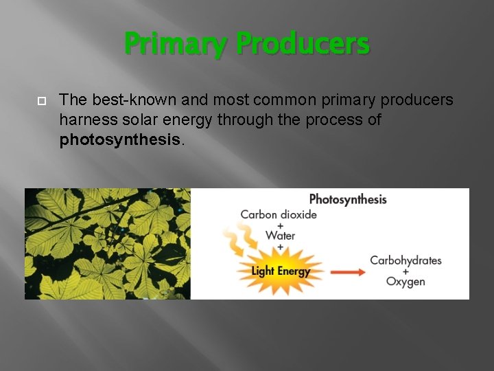 Primary Producers The best-known and most common primary producers harness solar energy through the Primary Producers The best-known and most common primary producers harness solar energy through the