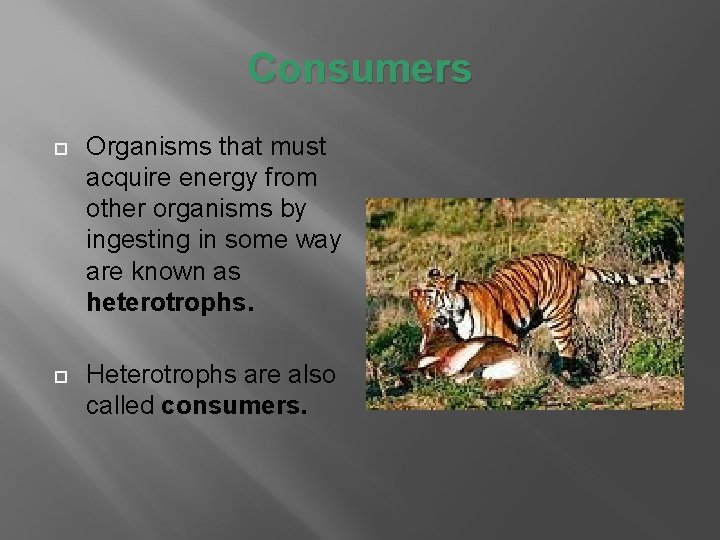 Consumers Organisms that must acquire energy from other organisms by ingesting in some way Consumers Organisms that must acquire energy from other organisms by ingesting in some way