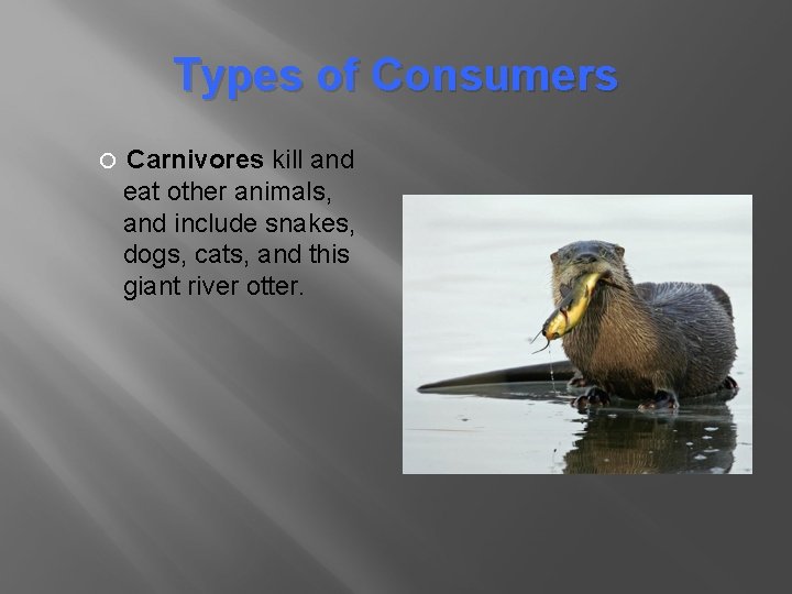 Types of Consumers Carnivores kill and eat other animals, and include snakes, dogs, cats, Types of Consumers Carnivores kill and eat other animals, and include snakes, dogs, cats,