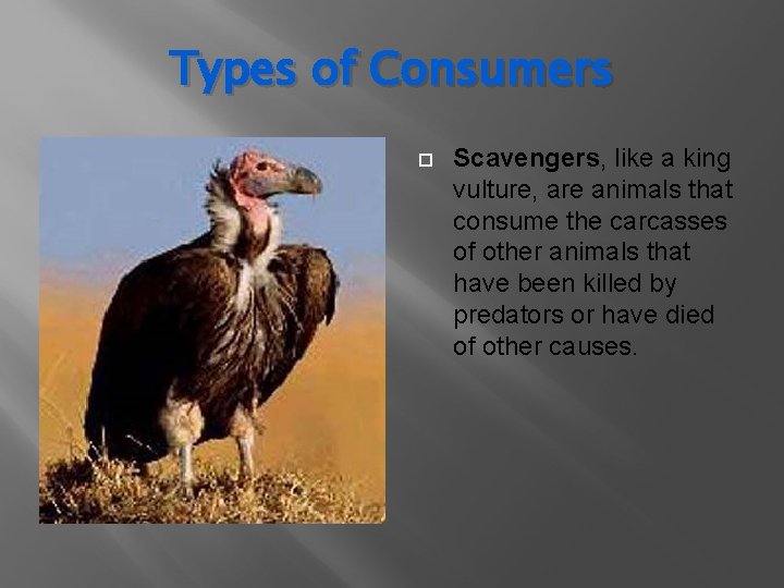 Types of Consumers Scavengers, like a king vulture, are animals that consume the carcasses Types of Consumers Scavengers, like a king vulture, are animals that consume the carcasses