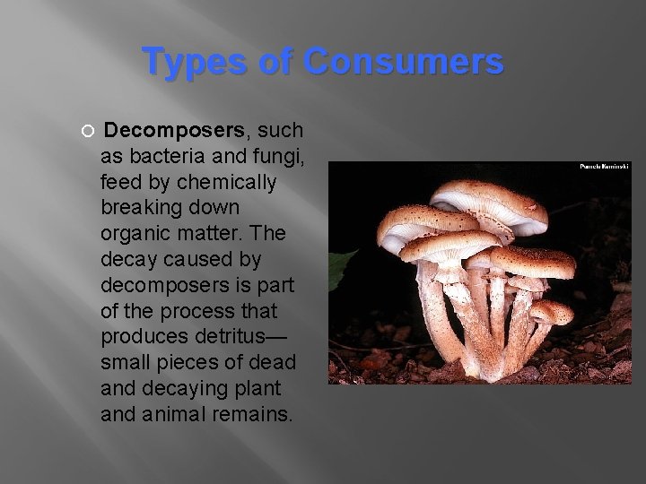 Types of Consumers Decomposers, such as bacteria and fungi, feed by chemically breaking down Types of Consumers Decomposers, such as bacteria and fungi, feed by chemically breaking down