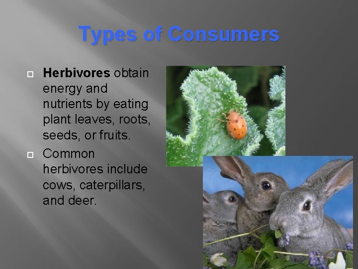 Types of Consumers Herbivores obtain energy and nutrients by eating plant leaves, roots, seeds, Types of Consumers Herbivores obtain energy and nutrients by eating plant leaves, roots, seeds,