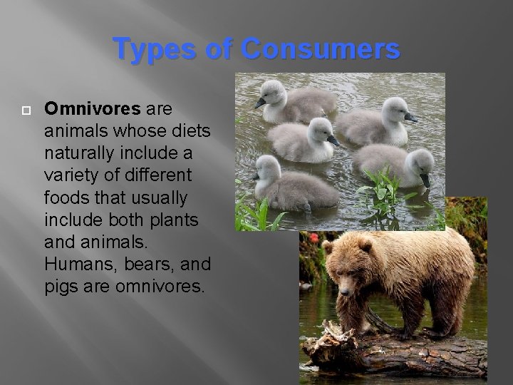 Types of Consumers Omnivores are animals whose diets naturally include a variety of different Types of Consumers Omnivores are animals whose diets naturally include a variety of different