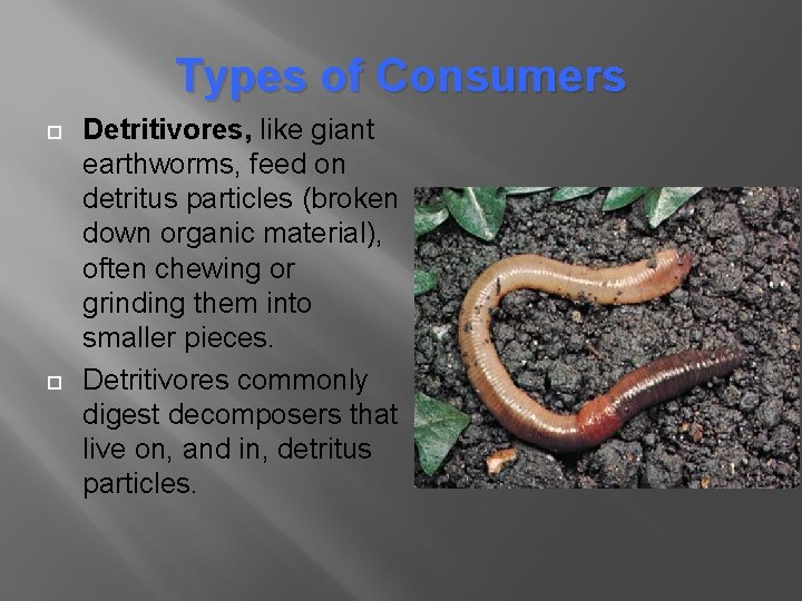 Types of Consumers Detritivores, like giant earthworms, feed on detritus particles (broken down organic Types of Consumers Detritivores, like giant earthworms, feed on detritus particles (broken down organic