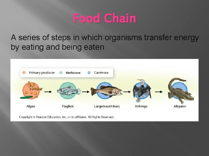 Food Chain A series of steps in which organisms transfer energy by eating and Food Chain A series of steps in which organisms transfer energy by eating and