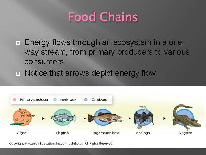 Food Chains Energy flows through an ecosystem in a oneway stream, from primary producers Food Chains Energy flows through an ecosystem in a oneway stream, from primary producers