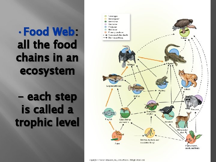 • Food Web: all the food chains in an ecosystem - each step • Food Web: all the food chains in an ecosystem - each step