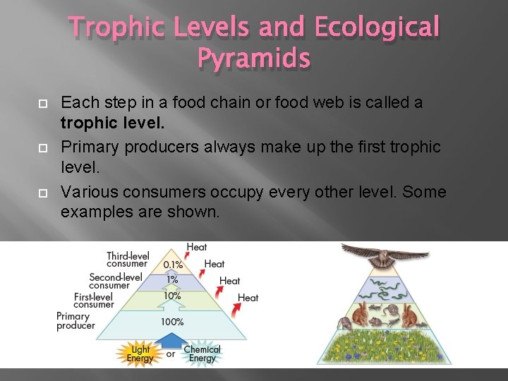 Trophic Levels and Ecological Pyramids Each step in a food chain or food web Trophic Levels and Ecological Pyramids Each step in a food chain or food web
