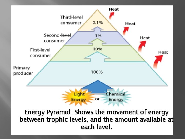 Energy Pyramid: Shows the movement of energy between trophic levels, and the amount available Energy Pyramid: Shows the movement of energy between trophic levels, and the amount available
