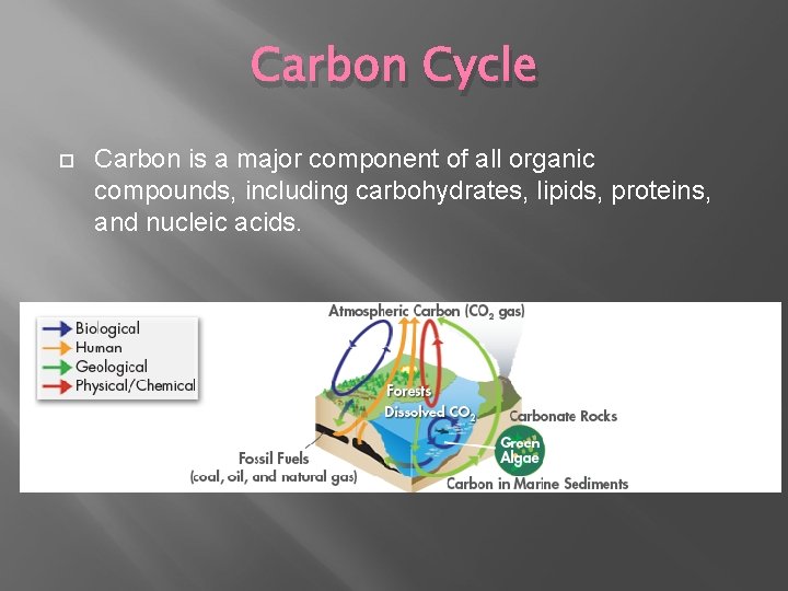 Carbon Cycle Carbon is a major component of all organic compounds, including carbohydrates, lipids, Carbon Cycle Carbon is a major component of all organic compounds, including carbohydrates, lipids,